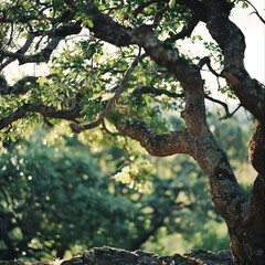 Fototapeta premium Twisted Tree Trunk with Lush Green Leaves in Sunlit Forest
