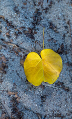Closeup of a Fallen Yellow and Tan Leaf on a Sand Beach with Twigs.