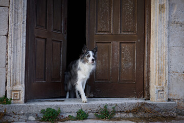 A Border Collie cautiously steps out from an aged wooden doorway, its face emerging from shadow...
