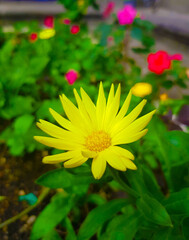 Yellow flower with green nature