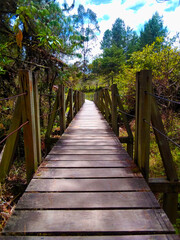 Nature trail with trees and grass