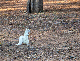 albino squirrel, rare specimen in a park in Cape Town , South Africa