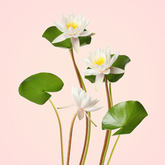Beautiful lotus flowers with long stems on pink background