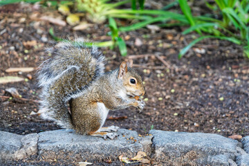 Cape ground squirrel, eating nuts on the ground in a park in Cape Town , South Africa