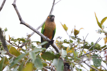 Brown-throated parakeet (Eupsittula pertinax) in Colombia
