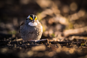 Small colorful bird foraging for food on the ground at a local park.