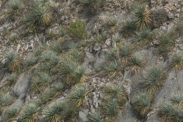 yucca forest in the mountain