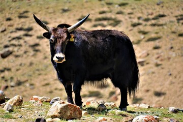 The yak (Bos grunniens, also known as the Tartary ox or hairy cattle) seen during the Thachungtse -...