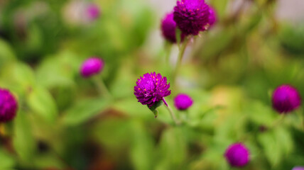 selective focus Knob flower (Gomphrena globosa). plants that can be made into flower tea