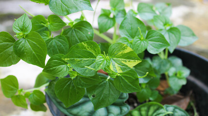 Chinese betel leaves or sirih cina which can be used for alternative medicine or herbal drinks