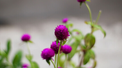 Fototapeta premium selective focus Knob flower (Gomphrena globosa). plants that can be made into flower tea