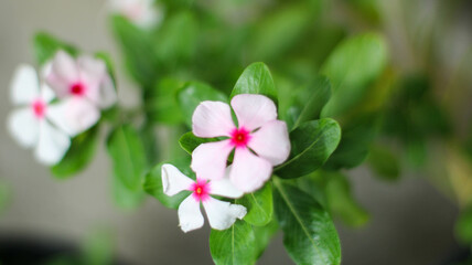 Obraz premium foliage vinca flowers, pink vinca flowers (madagascar periwinkle), potted vinca,Beautiful white vinca flowers ,Fresh white Periwinkle madagascar flower .nature concept.