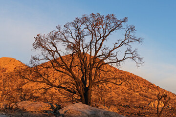 Burned Pine Tree At Sunrise