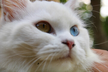 white furred cat with the mystical eyes of different colored . closeup of white cat's face
