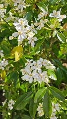green bush with small white flowers