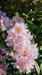 Rhododendron flowers, beautiful flowers, azalea 