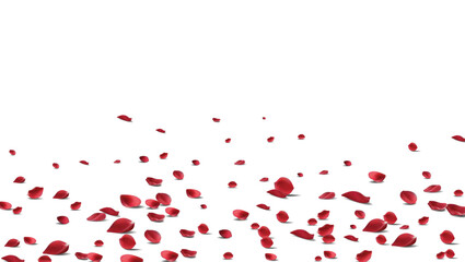 Falling Rose petals Vector illustration. Red rose petals on fake transparent