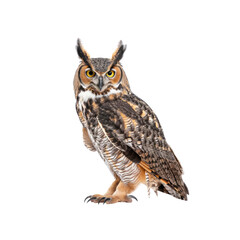 Fototapeta premium Great Horned Owl, Isolated Transparent Background Images
