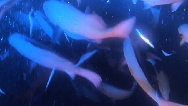 underwater fish - Australia