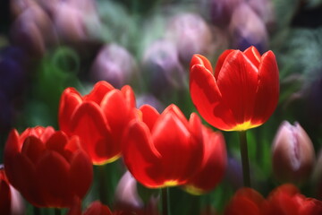 Beautiful tulips in the selected cool season dome using cool waste from the regasification process...