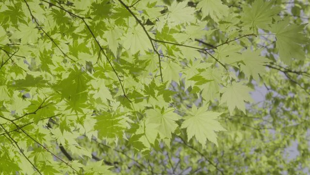 Green maple leaves swaying in the wind. Closeup. Japanese spring. 30fps