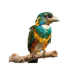 Jacamar, Isolated Transparent Background Images