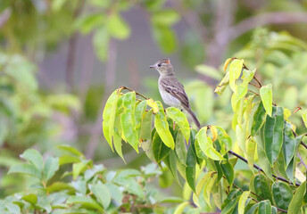 The rufous-crowned elaenia (Elaenia ruficeps) is a species of bird in the family Tyrannidae. This photo was taken in Colombia.