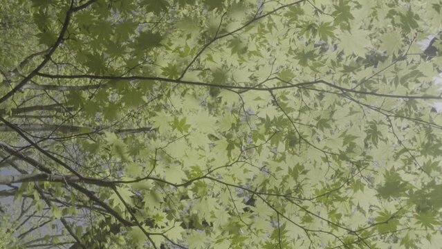 Green maple leaves swaying in the. Closeup. Early spring in Japan. S-Log. 30fps