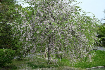 white pink sakura blossoms with green leaves in the park in spring time