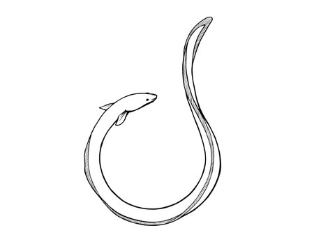 recommend clip art: 円状のウナギのシンプルな線画イラスト