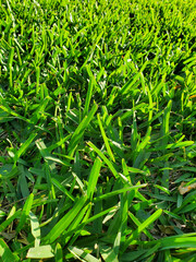 Green St. Augustine Grass Lawn