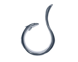 円状のウナギのリアルな水彩イラスト