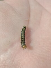 Dark green corn earworm caterpillar or Helicoverpa zea in dark green colour with black dots 