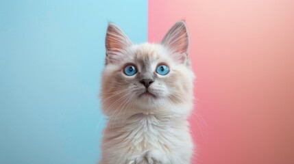 Furry little kitten breed with bright blue eyes sitting on pastel background