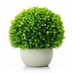 Fototapeta premium Lush dwarf English boxwood, perfectly isolated on a white backdrop, Ai Generated