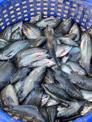 fresh Gourami fish in the market.