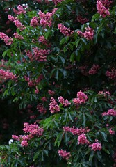 lush green blooming tree with vibrant pink flowers, blooming chestnut. concepts: wallpaper or background for devices, nature-themed calendars or postcards, gardening websites or magazines, springtime