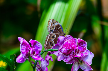 Common Morpho Butterfly on Orchids at a Botanical Gardens Exhibit in Grand Rapids, Michigan.