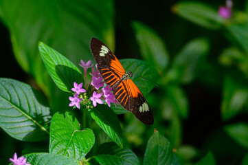 A Heliconius melpomene aglaope or Postman Butterfly at a Botanical Gardens Exhibit in Grand Rapids, Michigan.