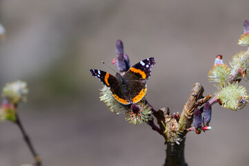 A Red Admiral Butterfly on pussy willows at a Botanical Gardens Exhibit in Grand Rapids, Michigan.