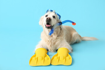 White adorable Labrador dog in diving mask and flippers on blue background