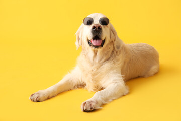 White adorable Labrador dog in sunglasses on yellow background