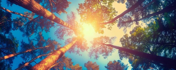 Panoramic view of a sunlit forest canopy, with tall trees reaching towards a vibrant blue sky,...
