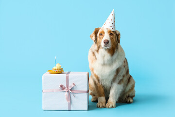Cute Australian Shepherd dog in party hat with gift box and Birthday cake on blue background