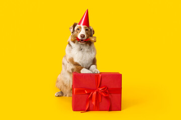Cute Australian Shepherd dog in party hat with bone treat and gift box celebrating Birthday on...