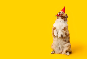 Cute Australian Shepherd dog in party hat with bone treat celebrating Birthday on yellow background