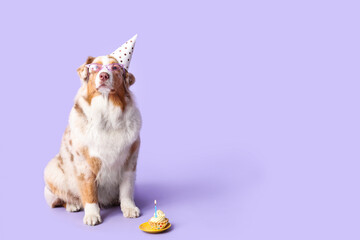 Cute Australian Shepherd dog in party hat with Birthday cake on lilac background