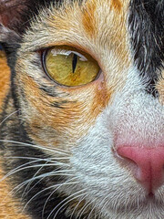 close up cat