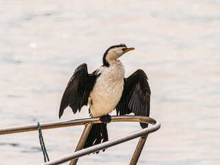 Pied Cormorant Perched On Bow Railing