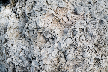 Light limestone slab with shell marks. Shell rock texture. Natural stone background